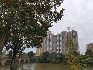 河畔绿树环绕的高楼景观