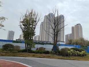 城市道路旁的高楼与绿植