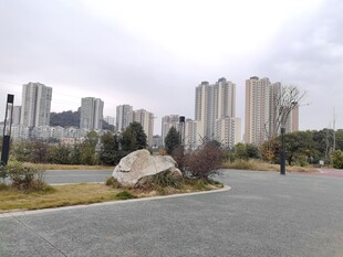 城市公园边的高楼景观
