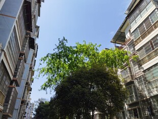 楼间绿树映蓝天