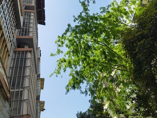 古老建筑旁的葱郁绿树