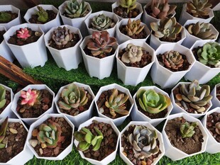 多样盆栽多肉植物展示