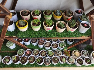多层架上多彩盆栽展示