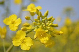 油菜花