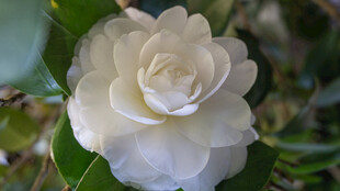 洁白山茶花绽放