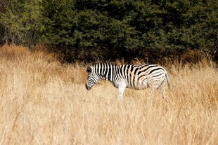 草原上独行的斑马