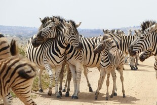 草原上的斑马群