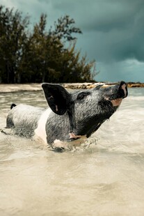 海滩上惬意泡澡的小猪