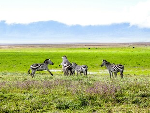 草原上奔跑的斑马群