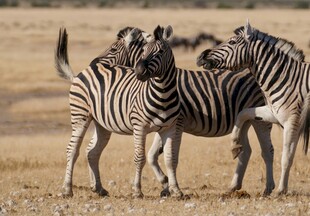 草原上的斑马群
