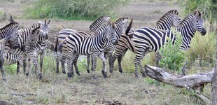 草原上成群的斑马