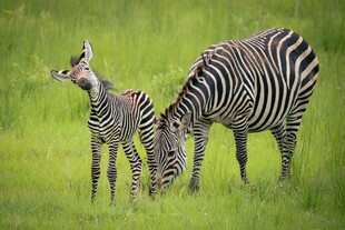 斑马母子在绿草地