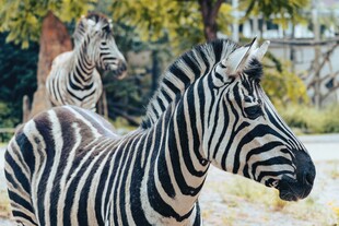 斑马在户外的悠闲时刻