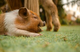 趴着的萌犬