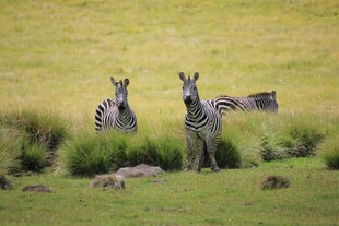 草原上的斑马群
