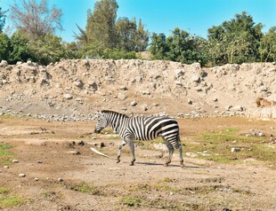 草原上独行的斑马