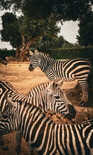 草原上的斑马群
