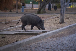 公园中觅食的野猪