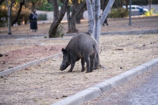 路边觅食的野猪