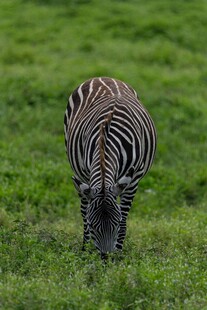 草原上低头吃草的斑马