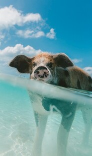水中萌牛