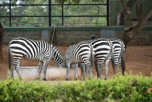斑马群在围栏内低头进食