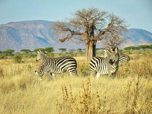 草原上的斑马与孤树
