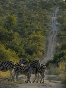 斑马群在林间小道上