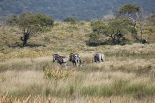 草原上的斑马群