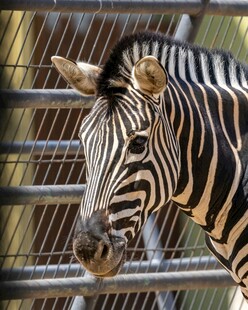 笼中斑马特写