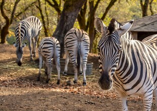 林间漫步的斑马群