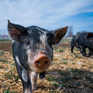 田野中的可爱小猪