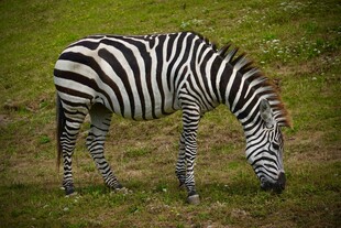 草原上低头吃草的斑马