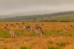 草原上的斑马群