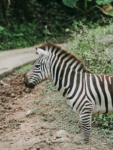 斑马在户外的自然景象