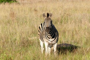 草原上独行的斑马