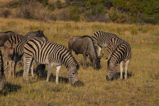 草原上斑马低头吃草