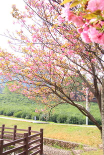 烂漫樱花春日好风光