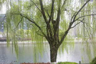 垂柳