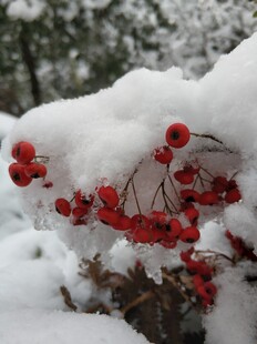 2001年的第一场雪 