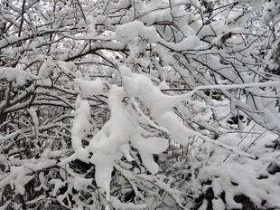 2021年的第一场雪 