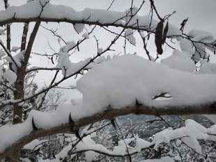 2021年的第一场雪