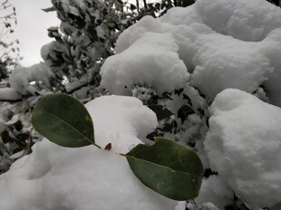 2021年的第一场雪