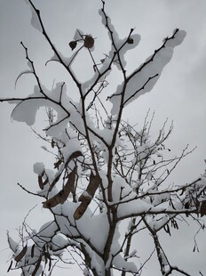 2021年的第一场雪