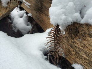 2021年的第一场雪