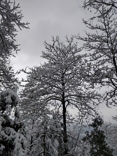 2021年的第一场雪