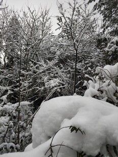 2021年的第一场雪 
