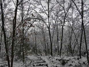 2021年的第一场雪 