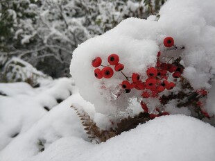 2021年的第一场雪