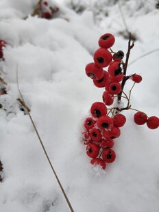 2021年的第一场雪